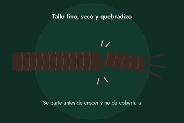 El tallo se quiebra